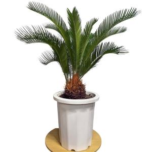 現品 観葉植物 ソテツ 蘇鉄 10号鉢苗 大型...の詳細画像4