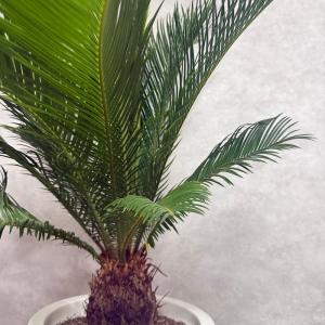 現品 観葉植物 ソテツ 蘇鉄 10号鉢苗 大型...の詳細画像5