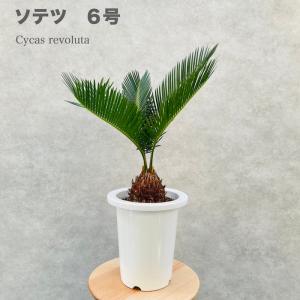 観葉植物 ユーフォルビア ソテツキリン 4号鉢苗 パイナップル
