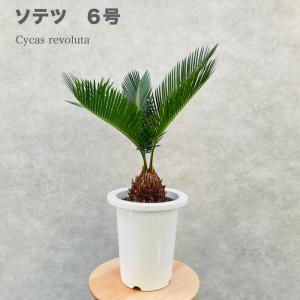 ソテツ 蘇鉄 6号鉢 観葉植物 庭木 記念樹 シンボルツリー 地植え 風水 敬老の日 鉢植え 南国 苗 ドライガーデン｜ミドリスークラピアと雑草対策ー