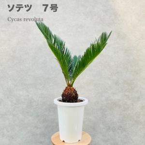 ソテツ 蘇鉄 7号鉢 観葉植物 庭木 記念樹 シンボルツリー 地植え 風水 敬老の日 鉢植え 南国 苗 ドライガーデン｜ミドリスークラピアと雑草対策ー