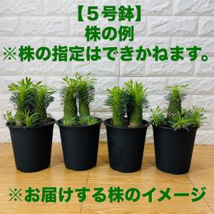 観葉植物 ユーフォルビア ソテツキリン 5号鉢...の詳細画像1