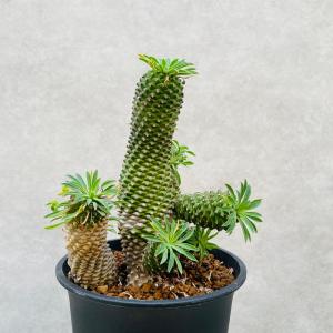 観葉植物 ユーフォルビア ソテツキリン 5号鉢...の詳細画像2