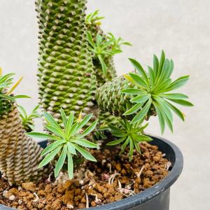 観葉植物 ユーフォルビア ソテツキリン 5号鉢...の詳細画像5