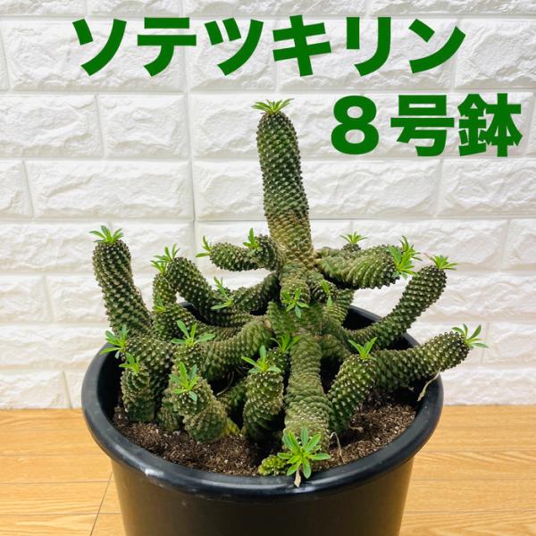 現品 観葉植物 ユーフォルビア ソテツキリン 8号鉢 大型株 パイナップルコーン 蘇鉄麒麟 多肉植物...