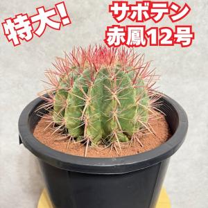 サボテン赤鳳 12号鉢 大型 特大サイズ フェロカクタススタイネシー 大型 観葉植物 多肉植物 おしゃれでかわいい ドライガーデン