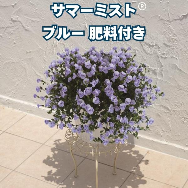予約苗 サマーミスト ブルー 1株 3号ポット サントリーフラワーズ ユーフォルビア 夏の花苗 寄せ...
