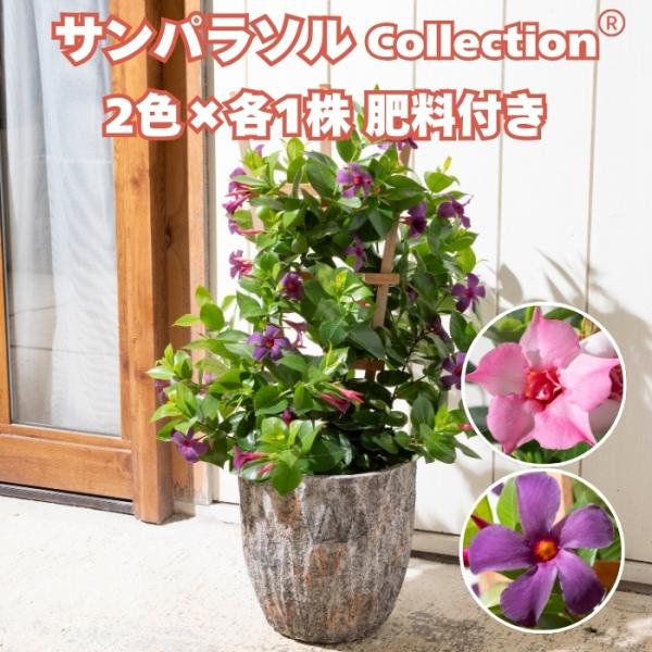 サンパラソル コレクション 2色×各1株セット 肥料付き 3.5号ポット苗 つる性マンデビラ サント...