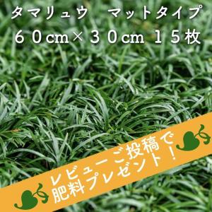 【レビュー特典あり】 タマリュウ（玉竜）マットタイプ 60cm×30cm １５枚 産地直送 グランドカバー 送料無料 竜のヒゲ リュウノヒゲ  苗木 下草