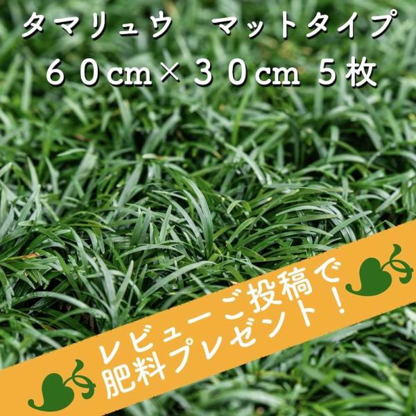 タマリュウ 玉竜 マットタイプ 60cm×30cm 5枚 約1平米 産地直送 グランドカバー 常緑 ...