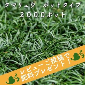 タマリュウ 玉竜 ポットタイプ 5芽立以上 2000株 約20から80平米分 産地直送 グランドカバー 常緑多年草 下草 地被植物