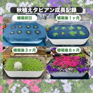 【レビュー特典】 タピアン 3品種×各4株 合...の詳細画像2
