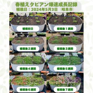【レビュー特典】 タピアン 3品種×各4株 合...の詳細画像1