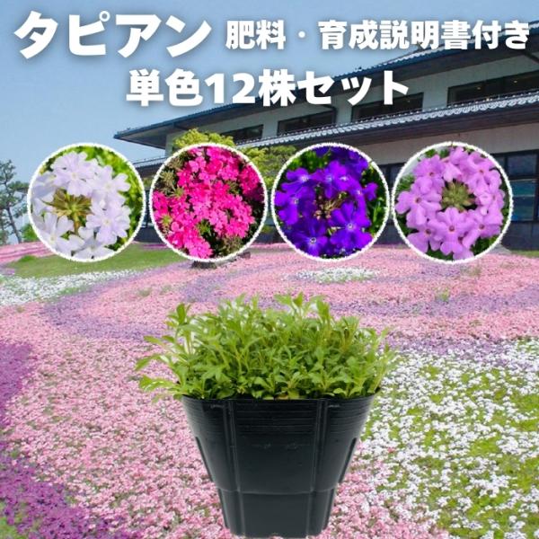 タピアン 4品種から選べる 単色12株セット 9cmポット苗 肥料付 3号 バーベナ属 サントリーフ...
