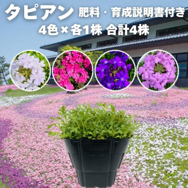 【予約特典】 タピアン 4品種×各1株 合計4株 9cmポット苗 肥料付き 3号 バーベナ属 サント...