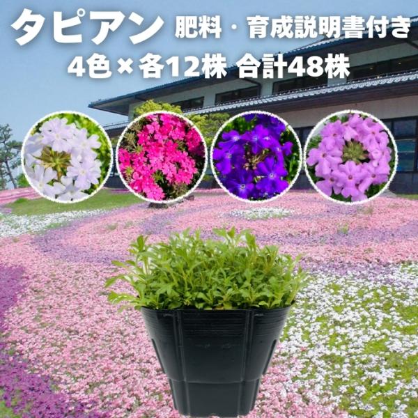 【予約特典】 タピアン 4品種×各12株 合計48株 9cmポット苗 肥料付き 3号 バーベナ属 サ...