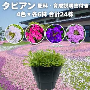 サマーミスト ブルー 1株 3号ポット サントリーフラワーズ