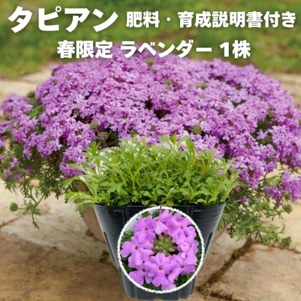 【レビュー特典】 タピアン ラベンダー 1株 肥料付き 薄紫品種 9cmポット苗 3号 バーベナ属 ...