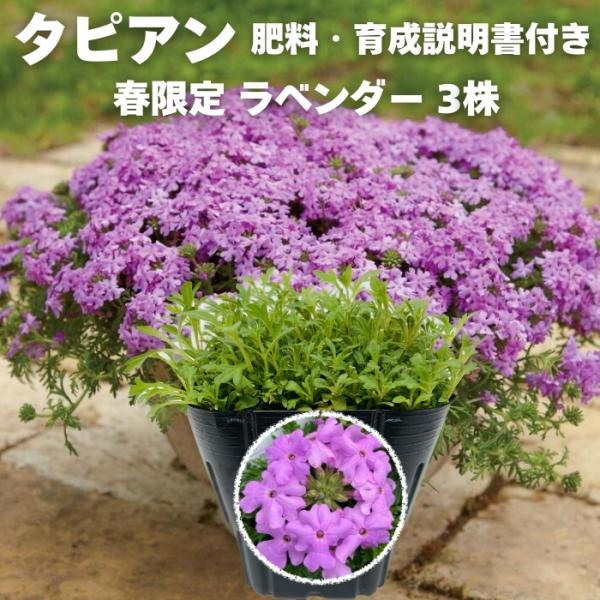 【レビュー特典】 タピアン ラベンダー 3株 肥料付き 薄紫品種 9cmポット苗 3号 バーベナ属 ...