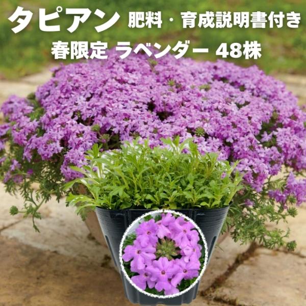 【レビュー特典】 タピアン ラベンダー 48株 肥料付き 薄紫品種 9cmポット苗 3号 バーベナ属...