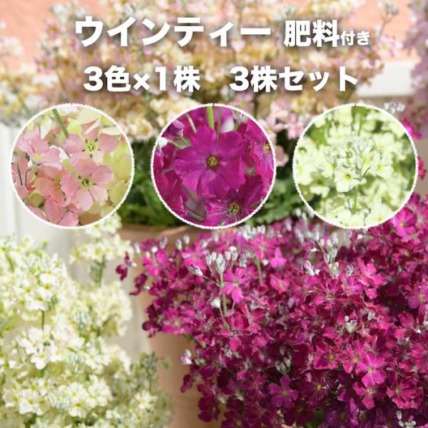 花苗 ウインティー 3品種×1株セット 合計3株 3.5号 花の苗 サントリーフラワーズ ピーチ ラ...