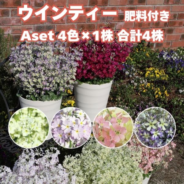 予約 花苗 ウインティー 4品種×各1株 Aセット 3.5号 花の苗 サントリーフラワーズ ブルーピ...