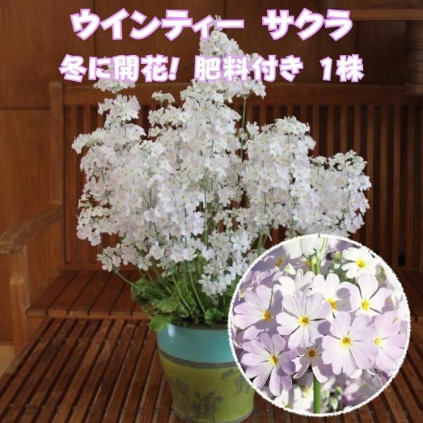 予約商品 花苗 ウインティー サクラ 1株 3.5号 花の苗 サントリーフラワーズ サクラソウ プリ...