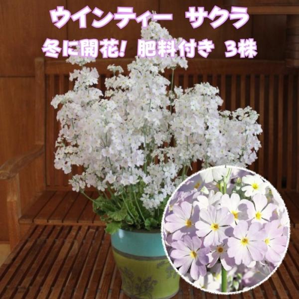予約商品 花苗 ウインティー サクラ 3株 3.5号 花の苗 サントリーフラワーズ サクラソウ プリ...