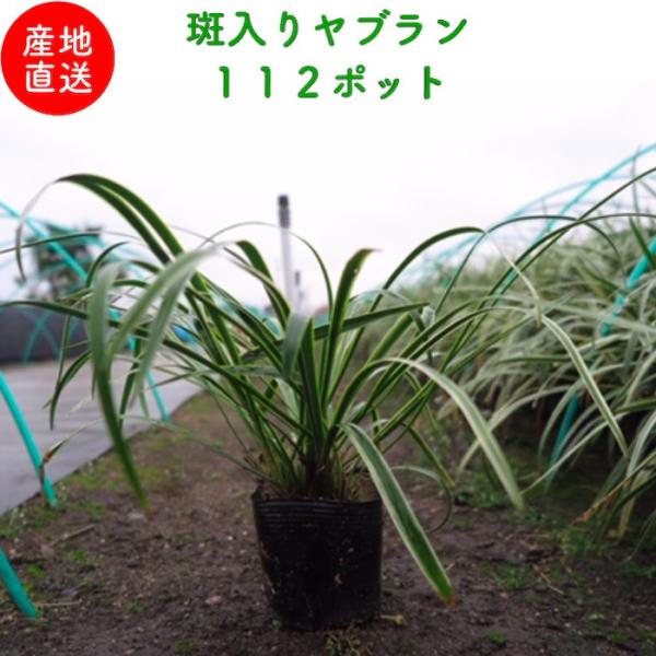 斑入りヤブラン 10.5cmポット 苗 112株 グランドカバー 常緑多年草 やぶらん フイリヤブラ...