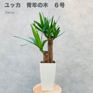 観葉植物 ユッカ エレファンティペス 6号鉢 鉢底から65cm程度 青年の木 おしゃれな室内インテリア 開店開業祝い 部屋 玄関｜midoris