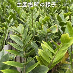 観葉植物 ザミオクルカス ザミフォーリア 6号...の詳細画像1
