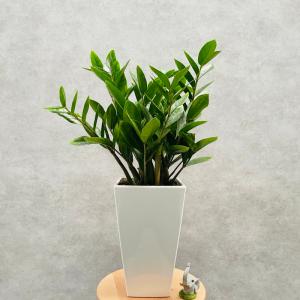 観葉植物 ザミオクルカス ザミフォーリア 6号...の詳細画像3