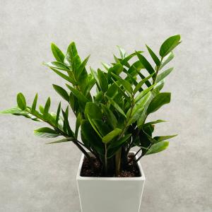 観葉植物 ザミオクルカス ザミフォーリア 6号...の詳細画像4