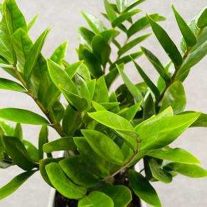観葉植物 ザミオクルカス ザミフォーリア 6号...の詳細画像5