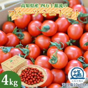 大野見直送 四万十 フルーツミニトマト 2kg 完熟 朝どれ トマト