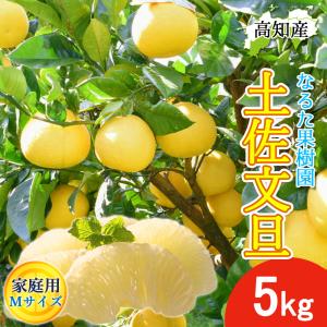 文旦 土佐文旦 家庭用 5kg 小 Mサイズ 13〜15玉 なるた果樹園 宿毛 ぶんたん 宿毛市 産地直送 高知産 5キロ ジューシー まろやか 果物 柑橘 送料無料
