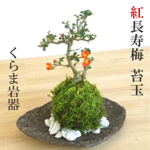 苔玉  四季咲き 紅長寿梅 ベニチョウジュバイ 苔玉 くらま岩器 敷石セット チョウジュバイ ちょう...