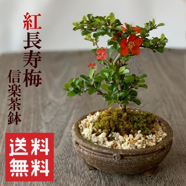 年に数回 花咲く 紅長寿梅 べにちょうじゅばい 盆栽 信楽茶鉢 チョウジュバイ ちょうじゅばい ぼん...