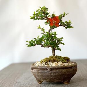 年に数回 花咲く 紅長寿梅 べにちょうじゅばい...の詳細画像1