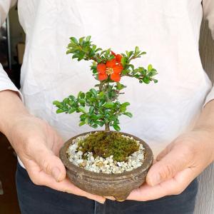年に数回 花咲く 紅長寿梅 べにちょうじゅばい...の詳細画像2