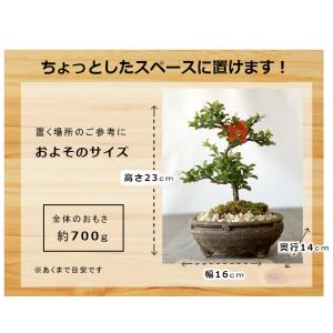 年に数回 花咲く 紅長寿梅 べにちょうじゅばい...の詳細画像3