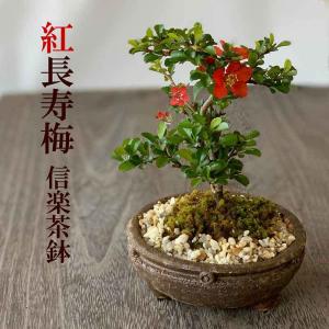 年に数回 花咲く 紅長寿梅 べにちょうじゅばい...の詳細画像4