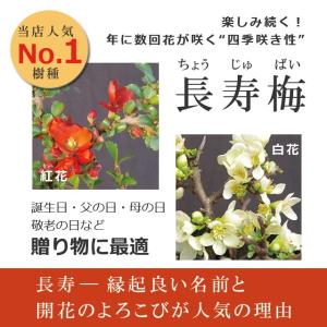 年に数回 花咲く 紅長寿梅 べにちょうじゅばい...の詳細画像5