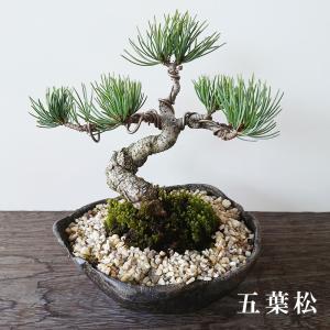 盆栽 八房五葉松 ゴヨウマツ ヒマコメツ 盆栽 爆買くらま鉢 ミニ盆栽