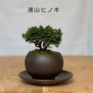 壮大な景色 連山ヒノキ 盆栽 黒陶器鉢 下皿セット れんざんひのき 連山ひのき レンザンヒノキ