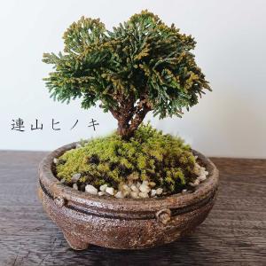 盆栽 連山ヒノキ 連山檜 盆栽 鉢 真山茜 細やかな葉 一年中葉が楽しめる カジュアル 盆栽 陶芸作家 真山茜 れんざんひのき 連山ひのき レンザンヒノキ 爆買