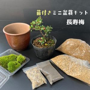 すぐ作れる 苗付き 盆栽キット 紅長寿梅 ベニチョウジュバイ