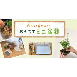盆栽キット 植え替え用材料 くらま岩鉢 盆栽 ...の詳細画像1