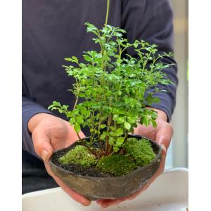 盆栽キット 植え替え用材料 くらま岩鉢 盆栽 ...の詳細画像4