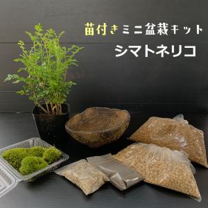 苗：さつき（博多白） : 遊恵盆栽 Yahoo!店 - 通販 - Yahoo!ショッピング
